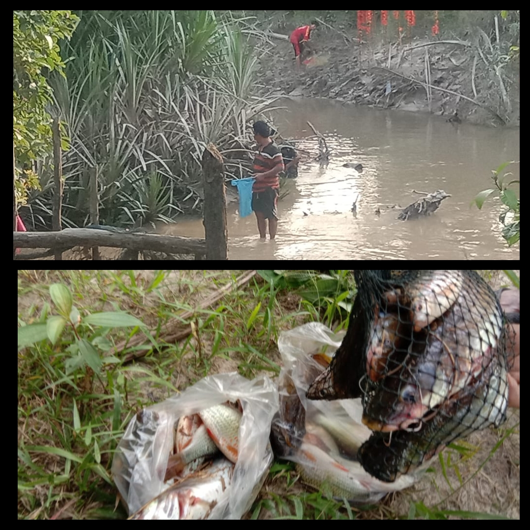 Ikan Mengambang dan Mati Disungai, Diduga Limbah PT SSS LBJ Inhu Cemari Sungai