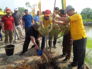 Pemkab Rohil Tanam Ratusan Pohon Ketapang di Parit Bepak