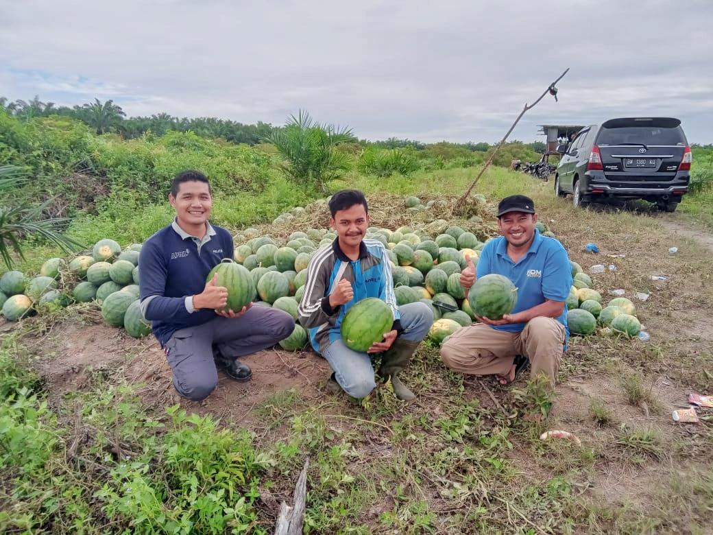 Kisah Sukses Petani Muda dari Kuansing, Meraih Rezeki dari Menanam Semangka