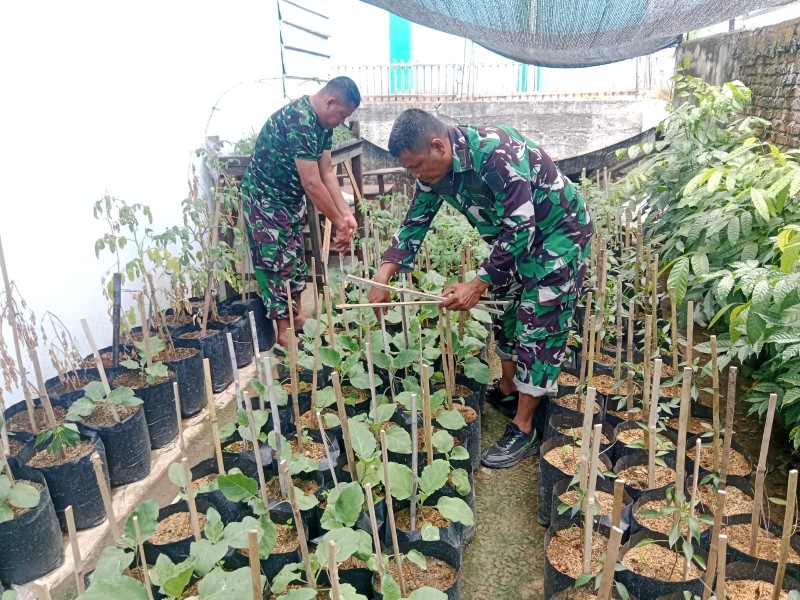 TMMD Ke-129 Kodim 0102/Pidie Mulai Garap Demplot Sayuran, Edukasi Warga Manfaatkan Lahan Kosong