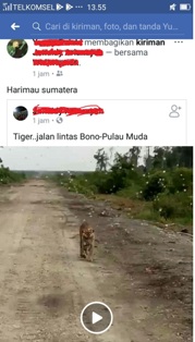 Heboh Viral Video Harimau di Jalan Lintas Bono, Ini Penjelasan Kabid KSDA