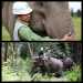 Mengintip Aktivitas “Gajah Terbang” di Hutan Riau
