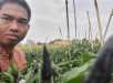 Panen Perdana Cabe Hitam, Yusri Berdayakan Ekonomi Petani
