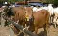 Idul Adha 2018, Total Hewan Qurban di Kabupaten Siak Capai 2.478 Ekor